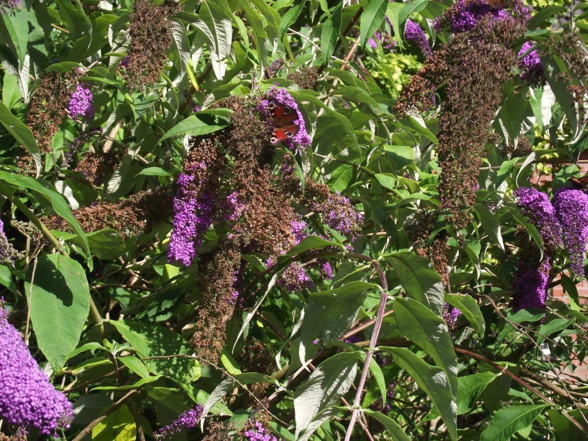Kollumerzwaag Vakantiehuisjes Landgoed Sonneborghe מראה חיצוני תמונה